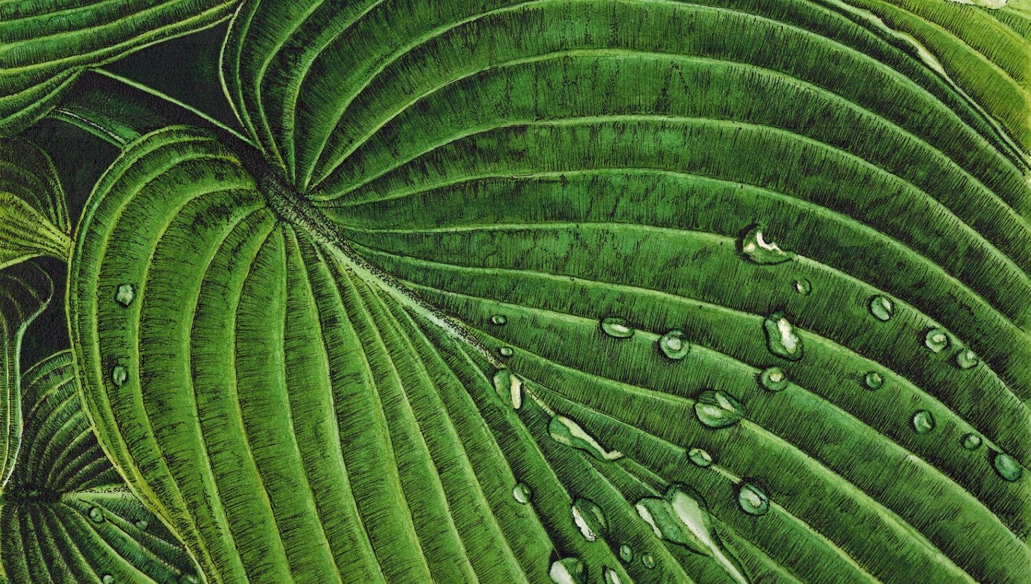Hosta Leaf with Water Droplets