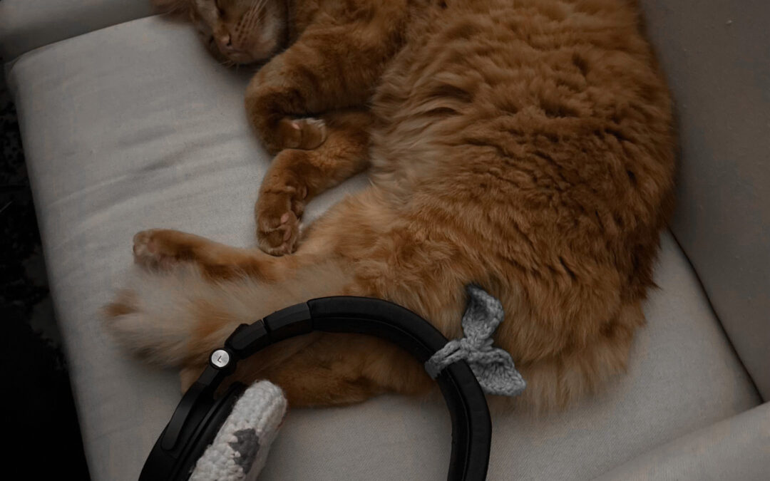 NEW MUSIC ALERT: Jenna releases ‘Maine Coon’ featuring girly.